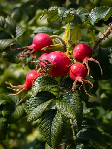Rosehip